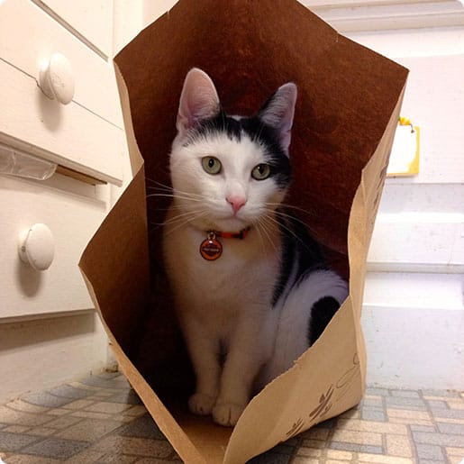 mister harley in a shopping bag