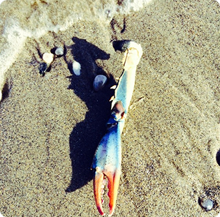 Beachy Crab Arm | shurkus.com